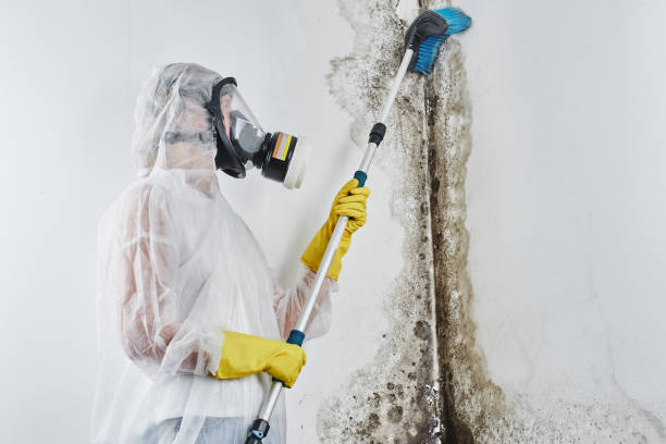 Best Commercial Mold Remediation in Clisle, AR