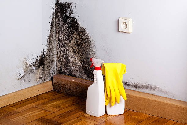 Trusted Carlisle, AR Mold Remediation Experts